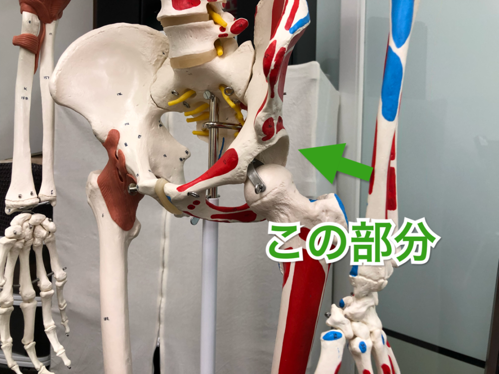 股関節 の 軟骨 を 増やす 方法